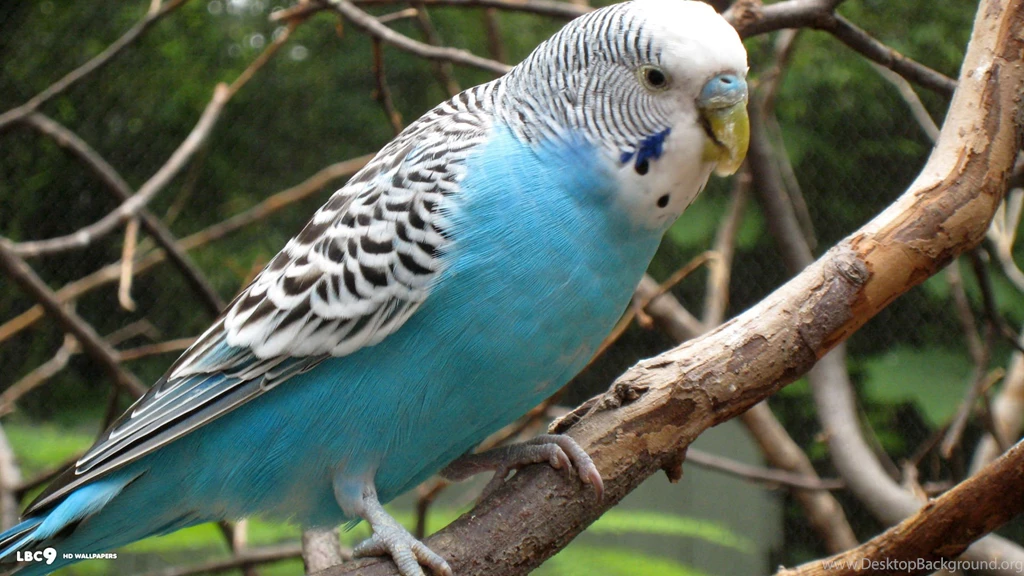 Blue Budgie Budgies Wallpapers (36931258) Fanpop