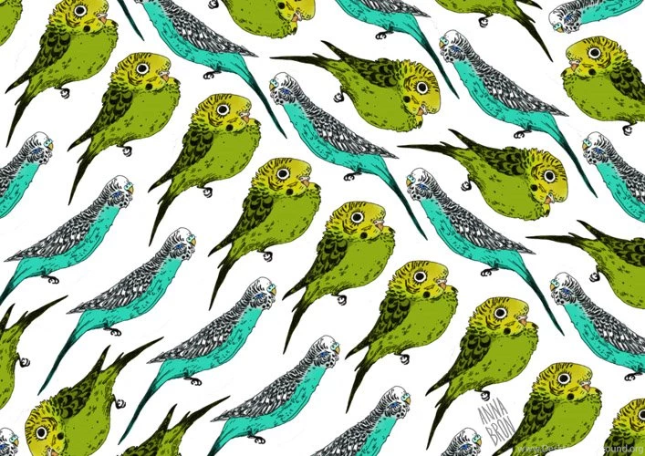 Anna Bron: Budgie Wallpapers