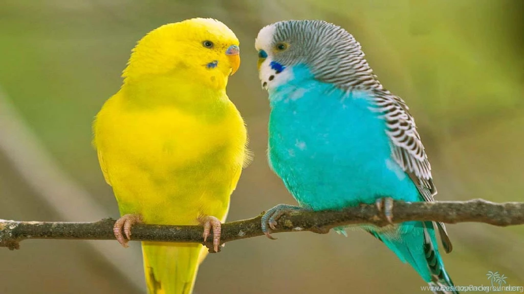 Totally Beautiful Parrot Wallpapers