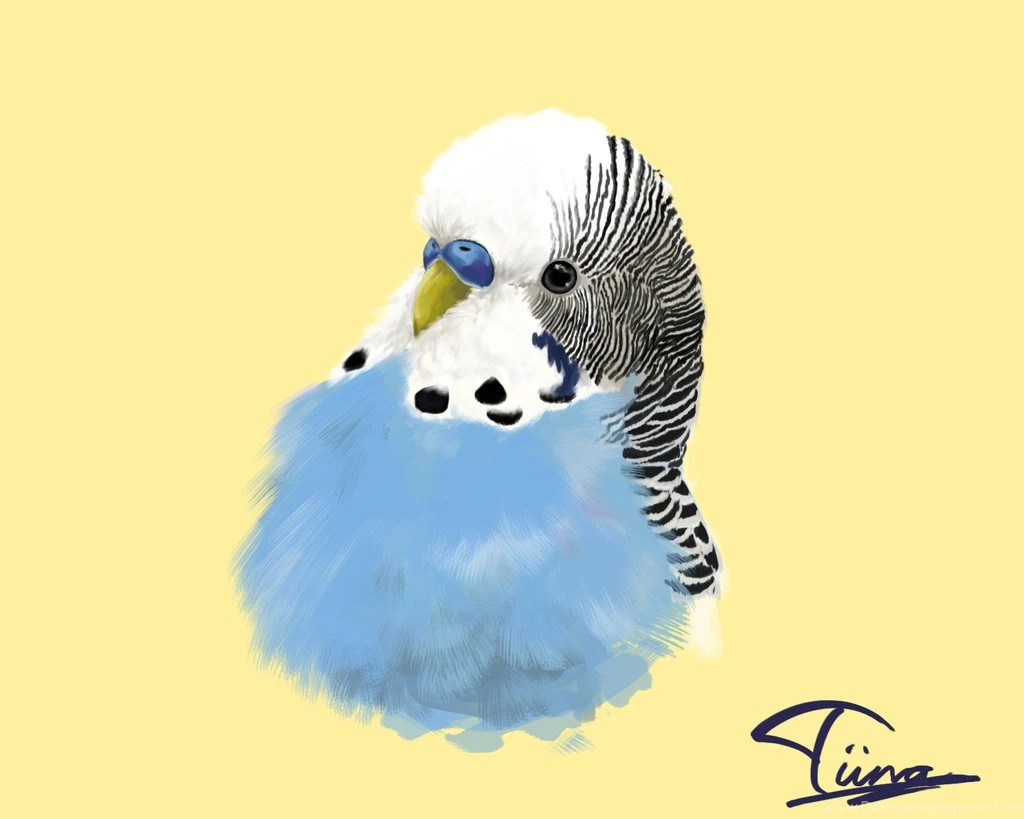 I Like Budgies. By OnyxSerpent On DeviantArt