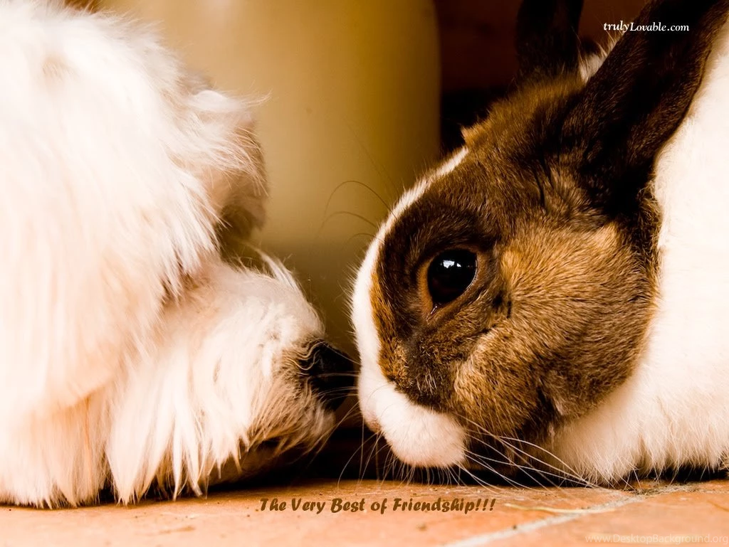 Thanksgiving Wallpapers Empressgirliephotos: Best Friends ...