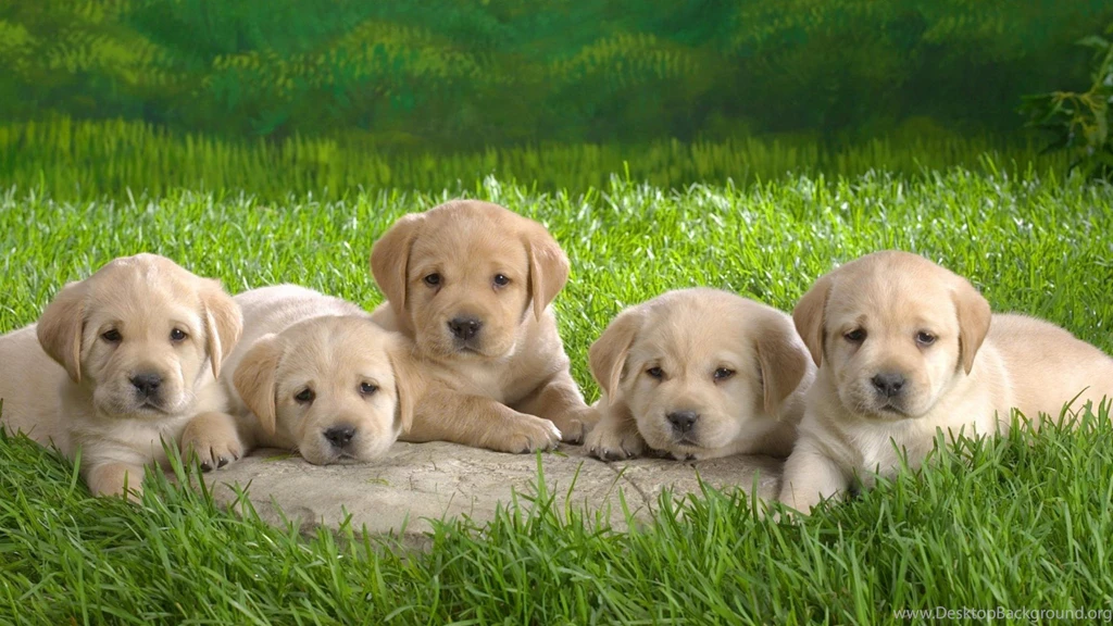 Download cute hd wallpapers of puppy labrador dog 675.jpeg