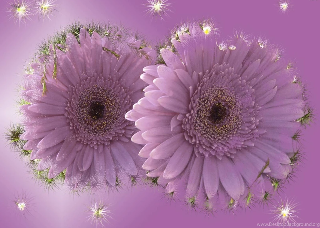 Love Flowers Full HD Wallpapers Desktop Free Download