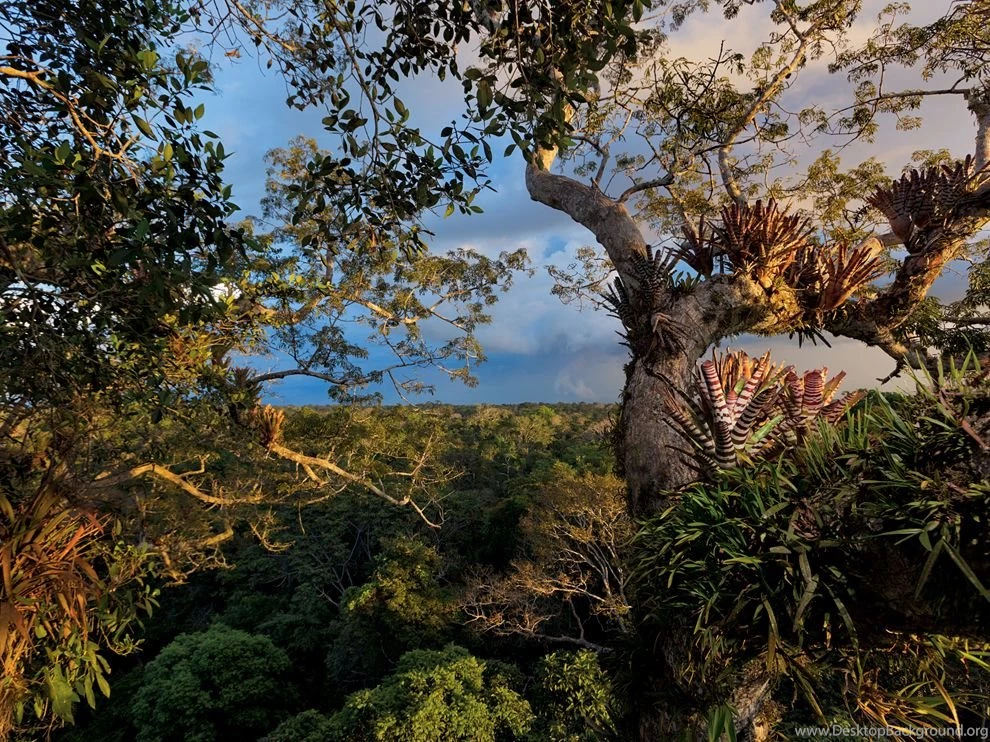 Yasuní Picture    Ecuador Wallpapers    National Geographic Photo ...