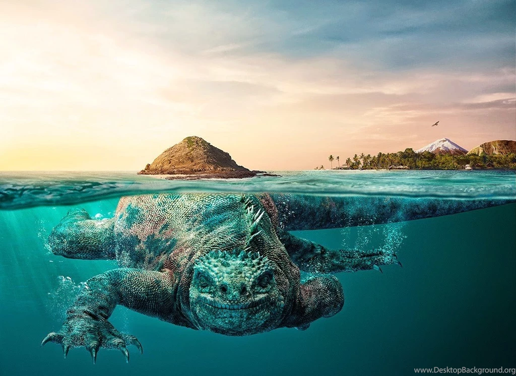 Download HD Nature, Landscape, Animals, Water, Underwater, Ecuador ...