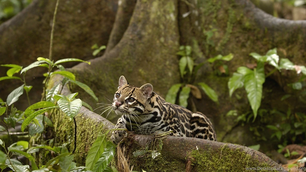 Animals Amazon Rainforest Ocelots Ecuador Wallpapers