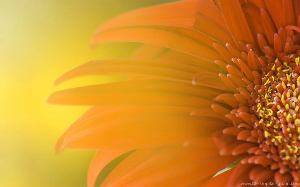 Cool Flower Wallpapers Desktop Backgrounds