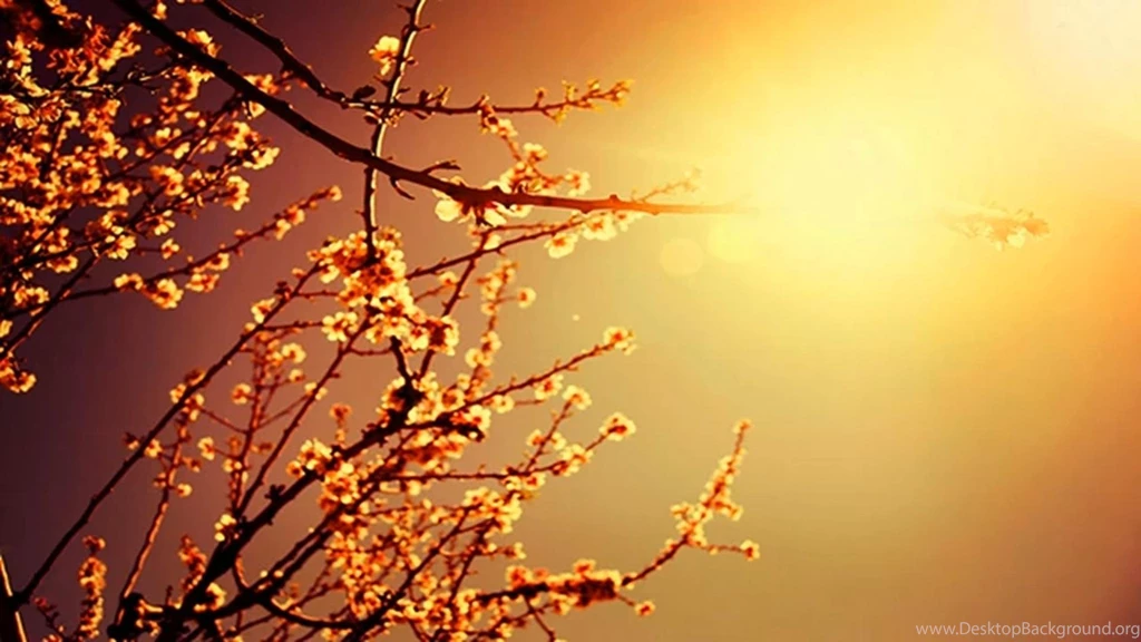 Relax 2 Wallpaper,nature HD Wallpaper,tree HD Wallpaper,trance ...