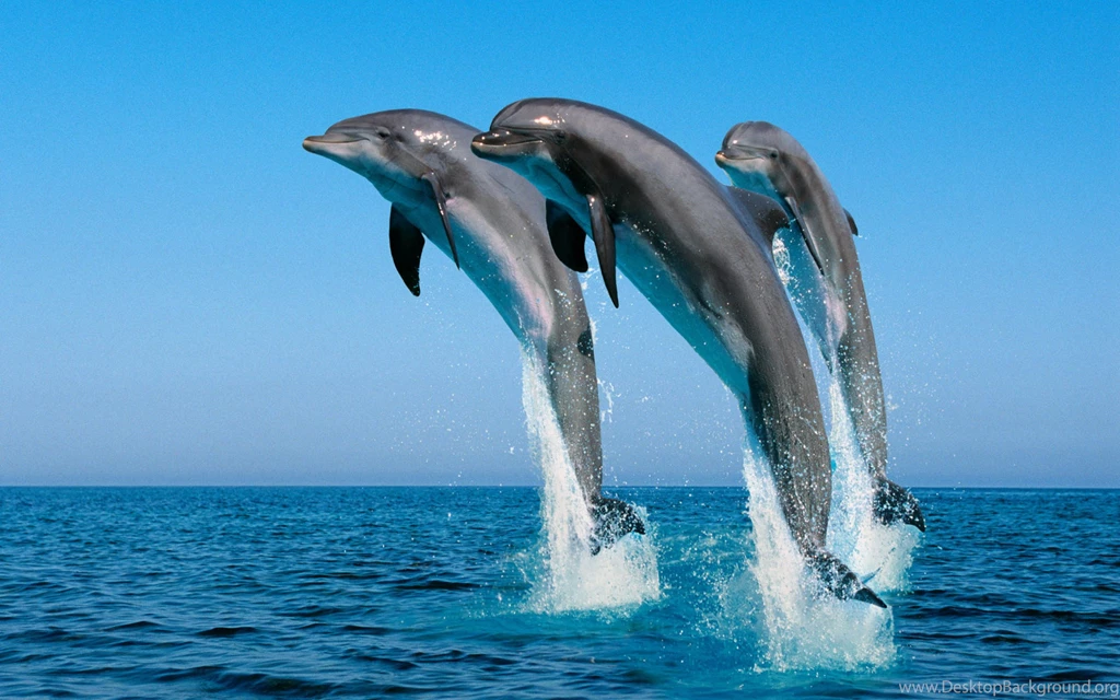 Widescreen Wallpapers
