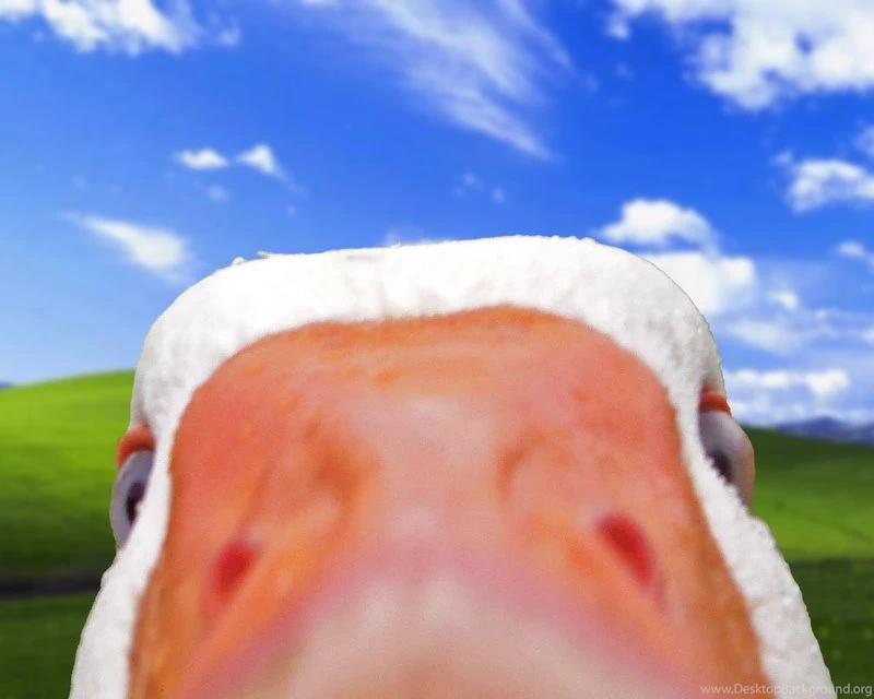 Bliss Ducks Windows Xp Microsoft Windows 1280x1024 Wallpapers ...