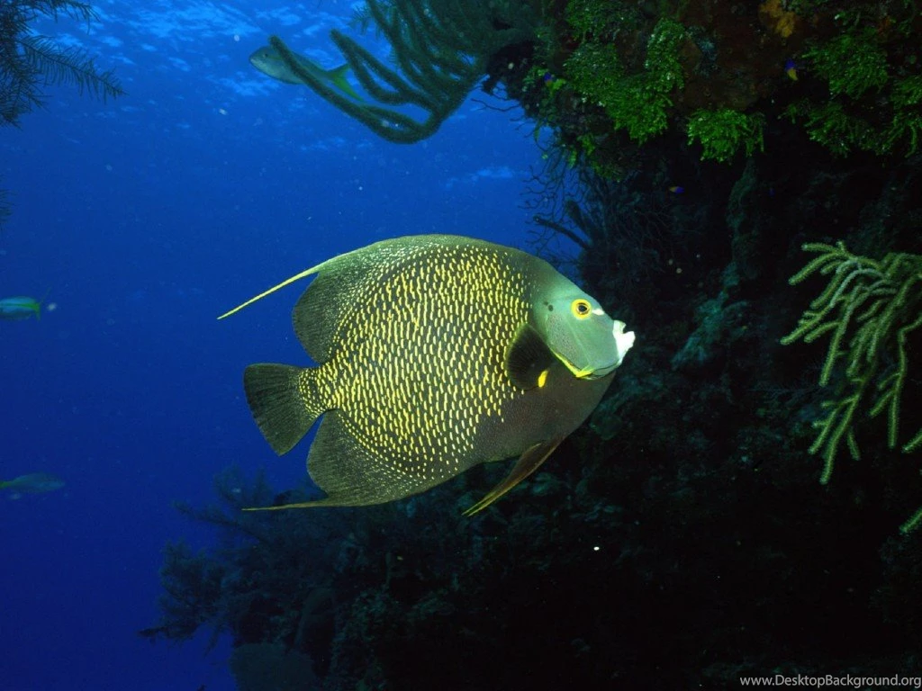 Angel, Fish, Wallpapers   Wallpapers – Yoyowall.com