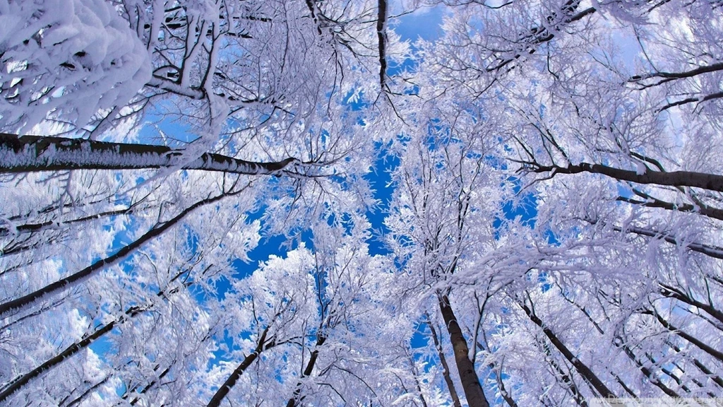 Download Looking Up Through Trees Winter Wallpapers 1920x1080 ...