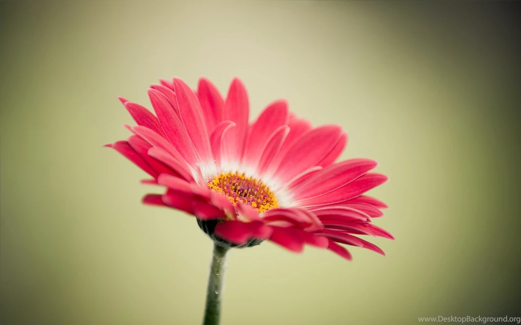 Gerbera Cartoon 1920x1200 Wallpapers Media Wallpapers