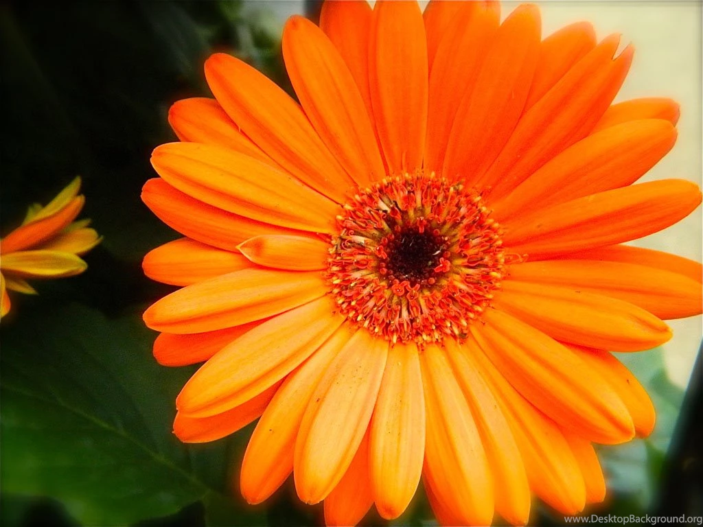 Wallpaper: Orange Gerbera Daisy Flowers Wallpapers