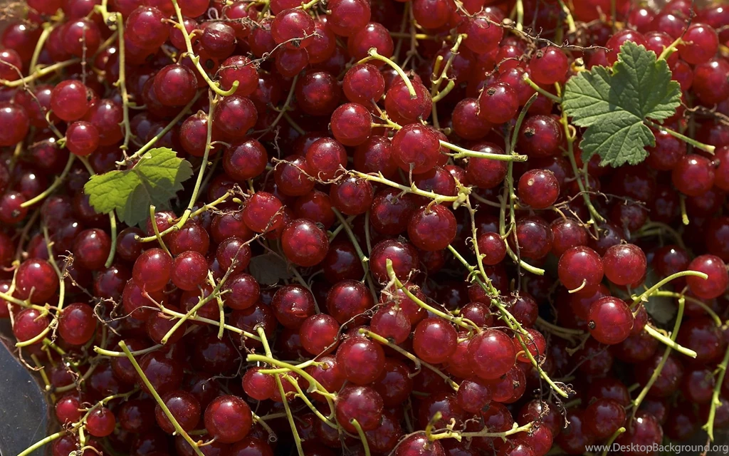 Booty, Polly, Girl, Ass, Ass, Girl, Girls