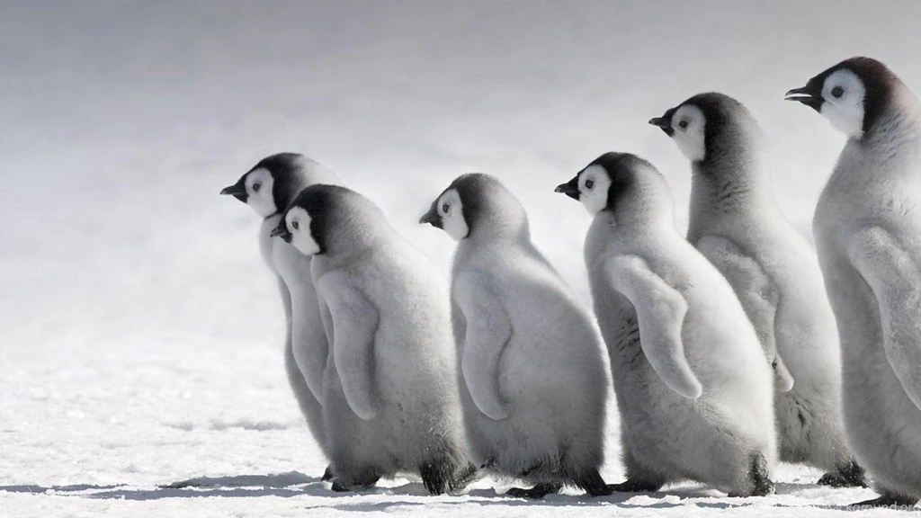 Penguin Computer Wallpapers, Desktop Backgrounds