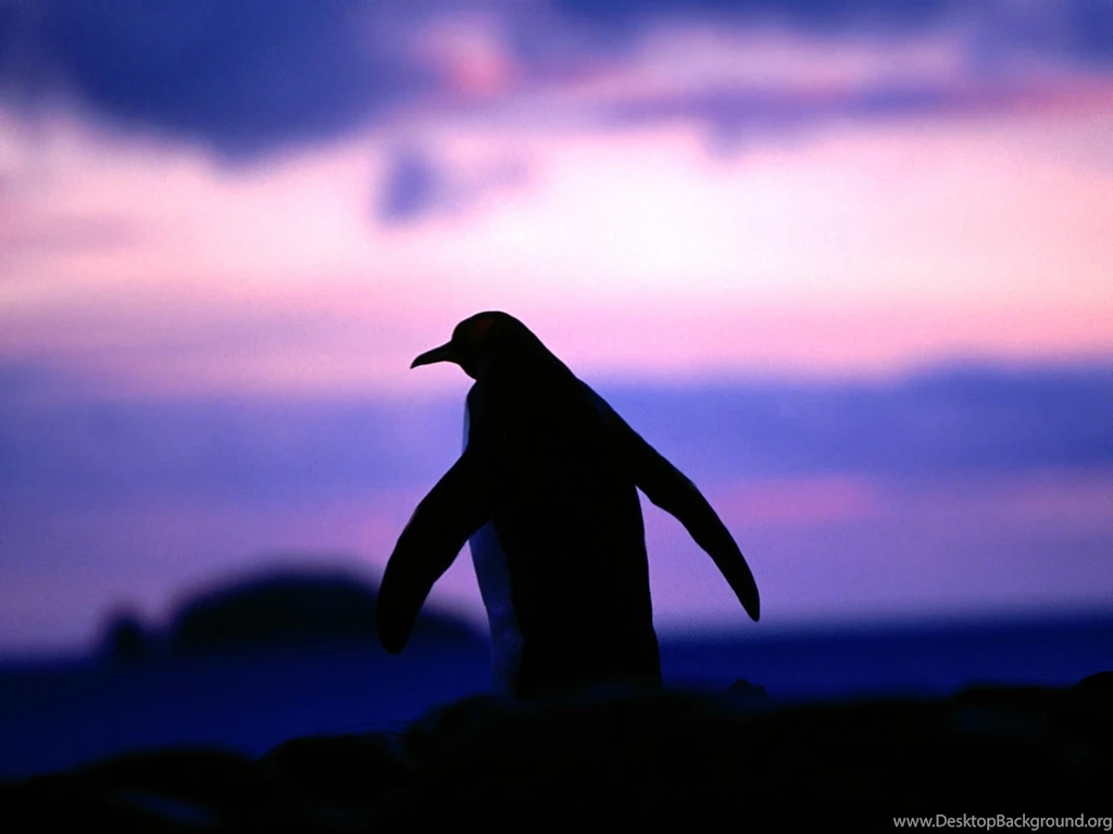 Penguin Wallpapers 1600x1200 NO.2 Desktop Wallpapers Wallcoo.net