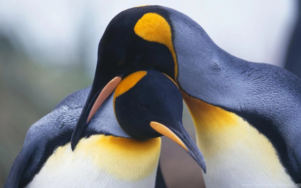 Penguin Computer Wallpapers, Desktop Backgrounds