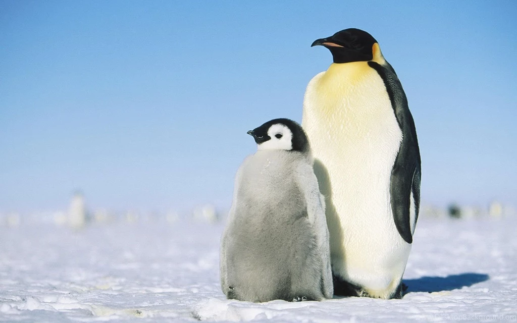 Simple And Honest To Stay Meng Of The Penguins HD Desktop ...