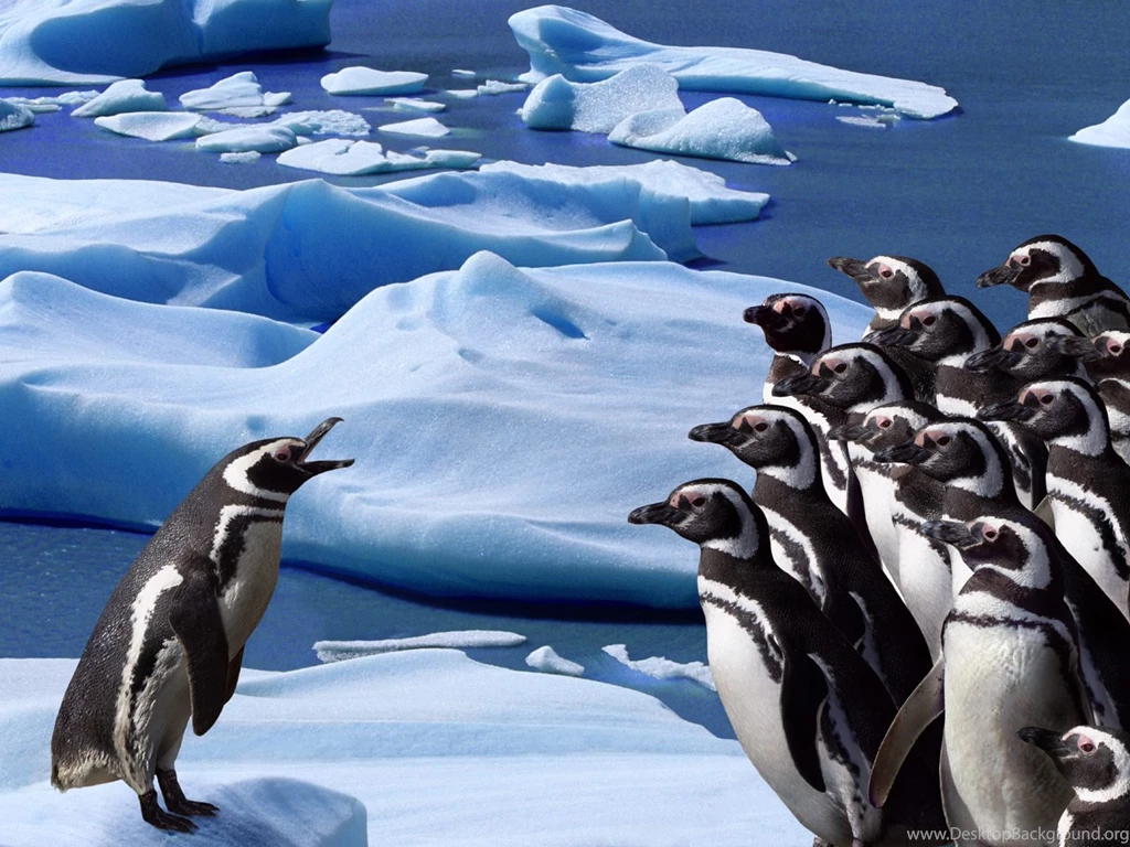 Penguin Wallpapers 1600x1200 NO.22 Desktop Wallpapers Wallcoo.net