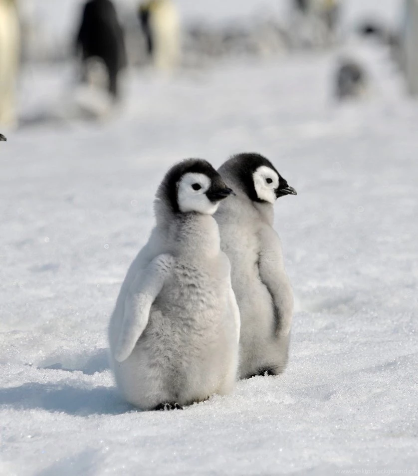 Baby Penguin Desktop Wallpapers Wallpaper, Wallpapers Hd, Backgrounds ...