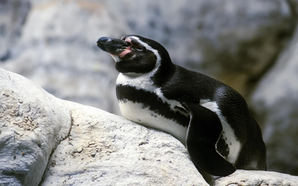 Desktop Wallpapers · Gallery · Animals · Penguin Flightless Birds ...
