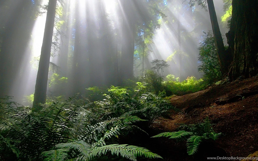 Enchanted Forest Backgrounds Wallpapers Cave