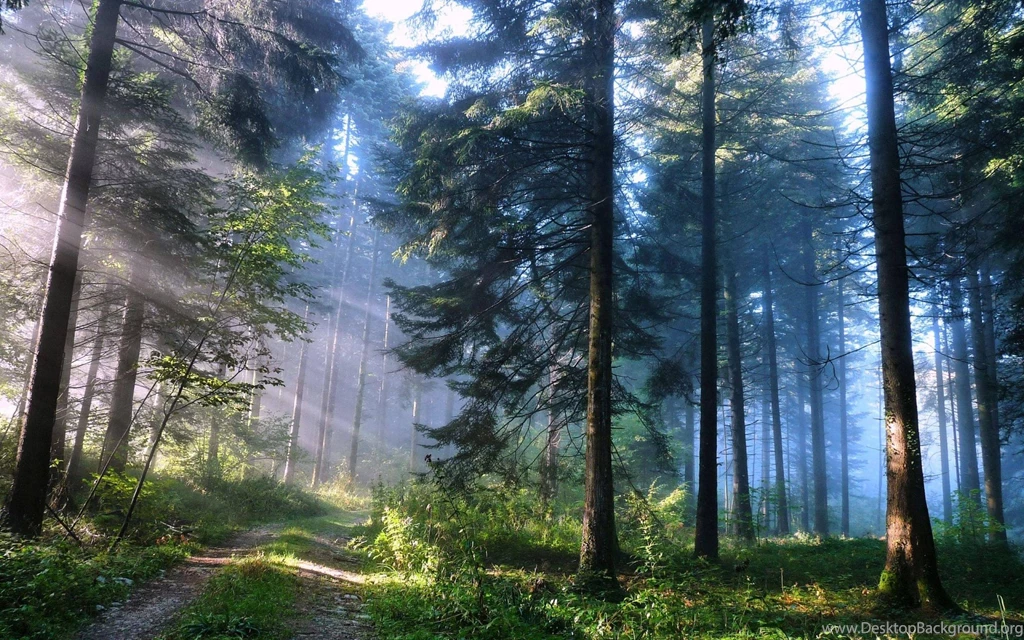 Enchanted Forest Backgrounds Wallpapers Cave