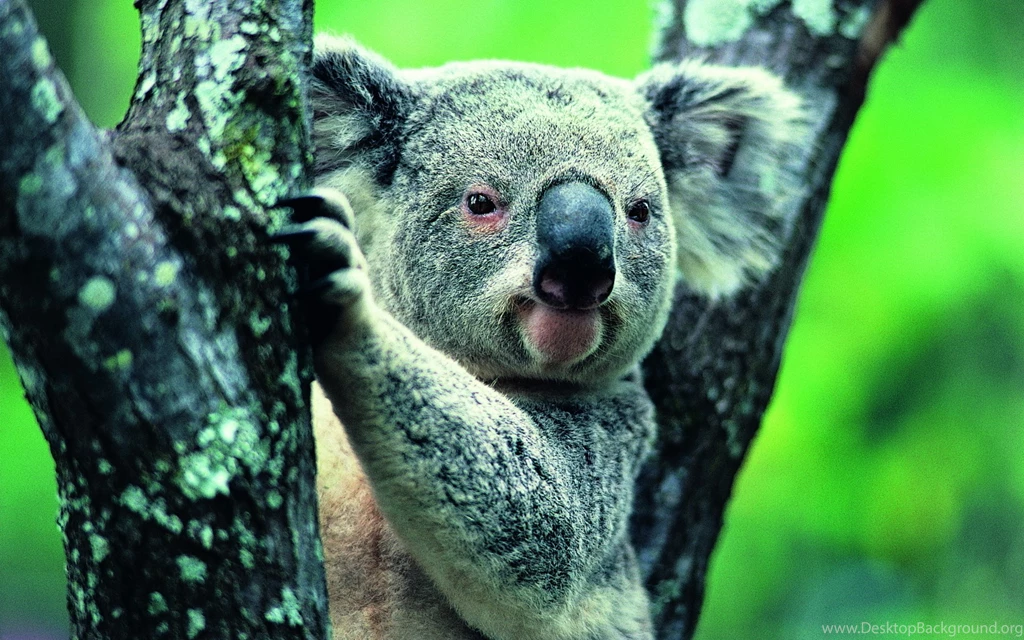 Images Of Koala Bears Wallpaper Images With HD Wallpapers Kemecer.com