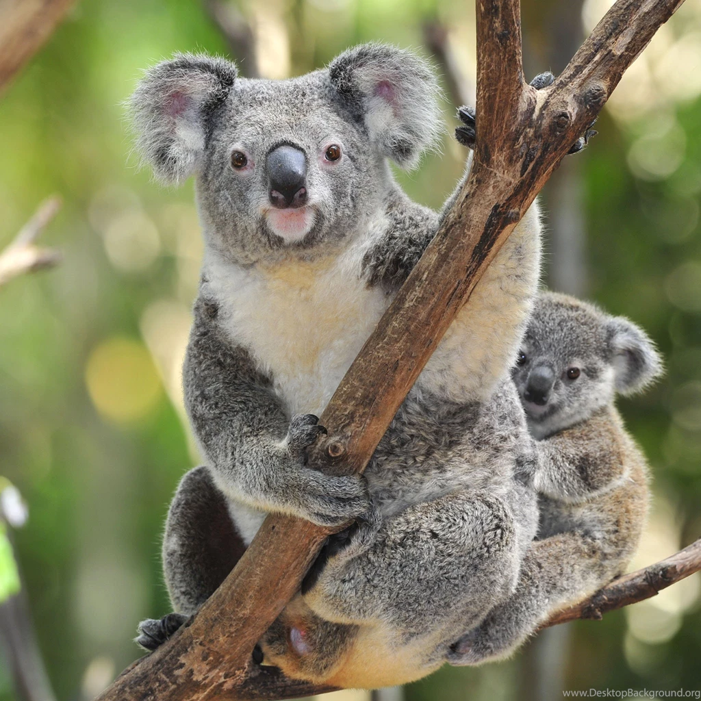 Koala Bear Image