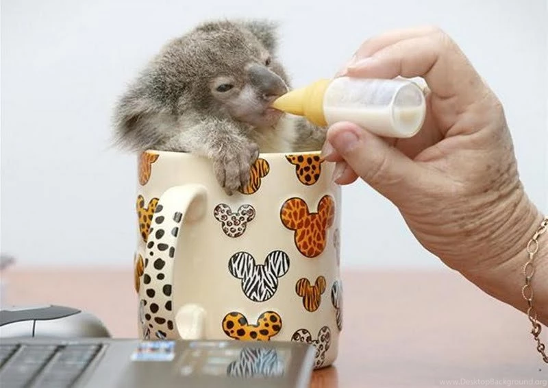 Cute Koala Bear Wallpapers