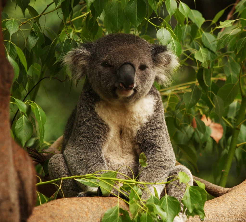 Images Of Koala Bears Wallpapers 1080p
