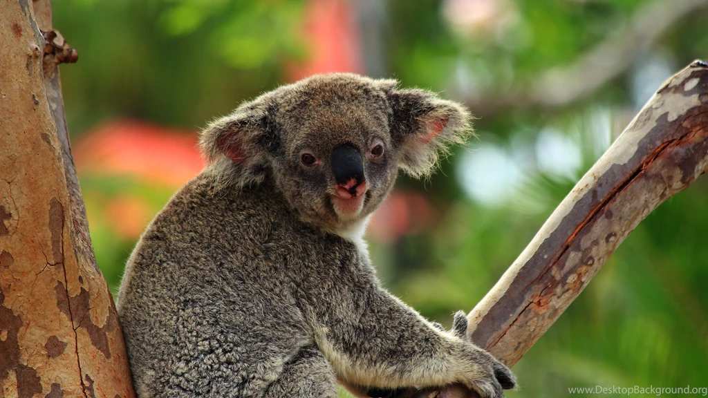 Cute Koala Bear Wallpapers Phone   Uncalke.com