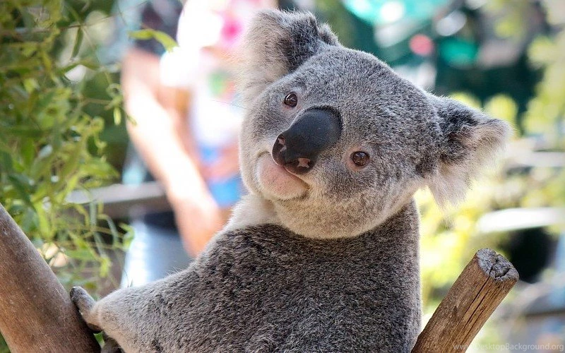 Koala Bear Free Desktop Backgrounds And Wallpapers