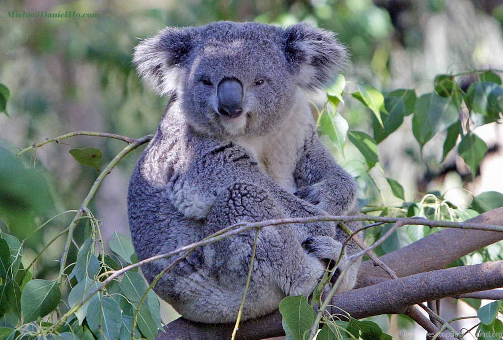 Wildlife Photographer, Wildlife Wallpapers, Wallpapers, Wildlife ...