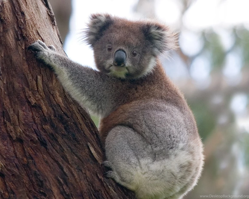 Animal Koala Bear Free Wallpapers   Animals Wallpapers