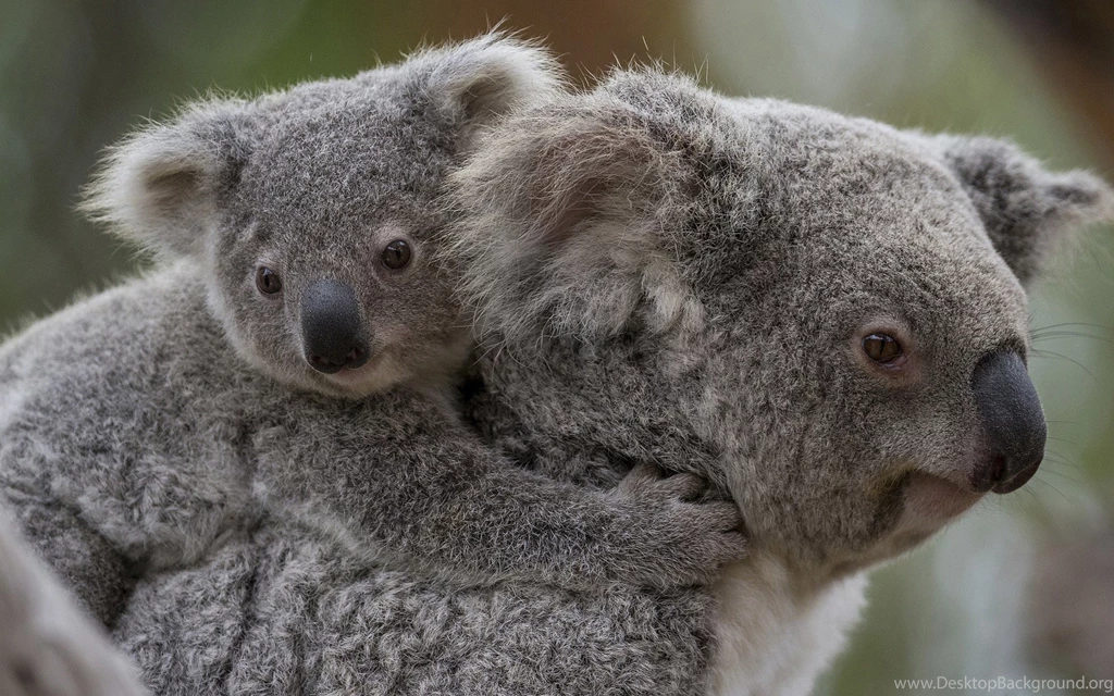 Koala Bear Wallpapers, Images, Photos, Pictures & Pics