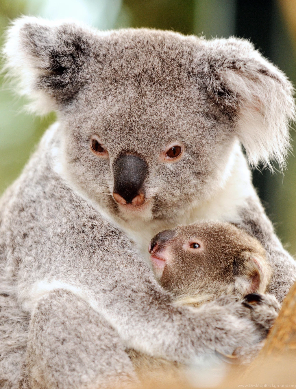 Pics Of Koala Bears Pictures On Animal Picture Society