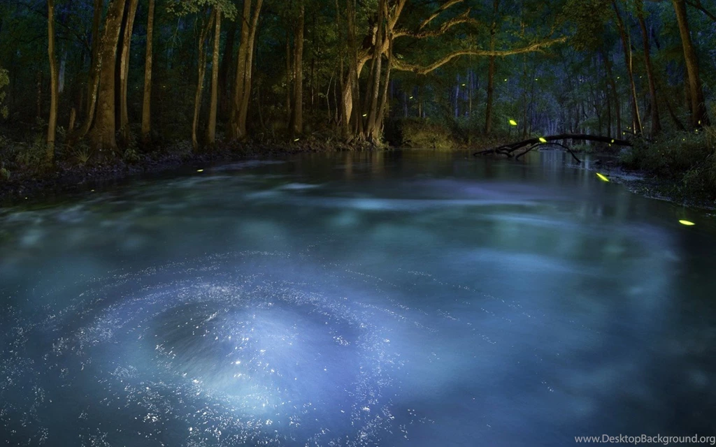 Enchanted Forest Desktop Wallpapers