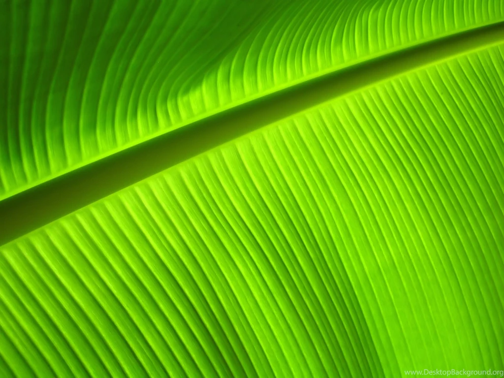 Banana Tree Leaves Wallpapers
