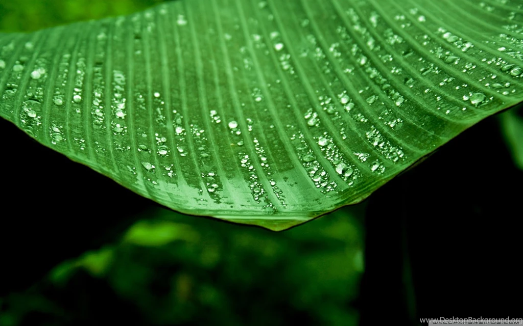 Wet Banana Tree Leaf HD Desktop Wallpapers : Widescreen : High ...