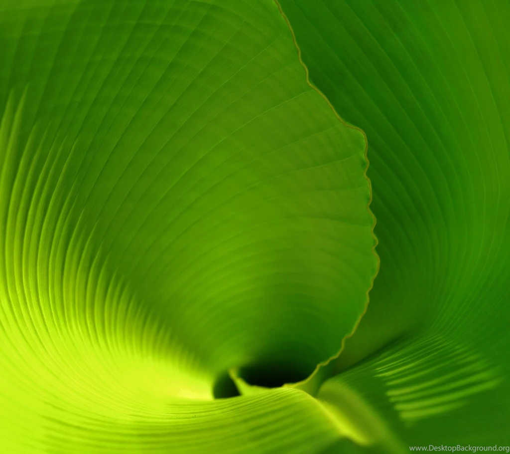 Banana Leaf Close UpSamsung Wallpapers Download