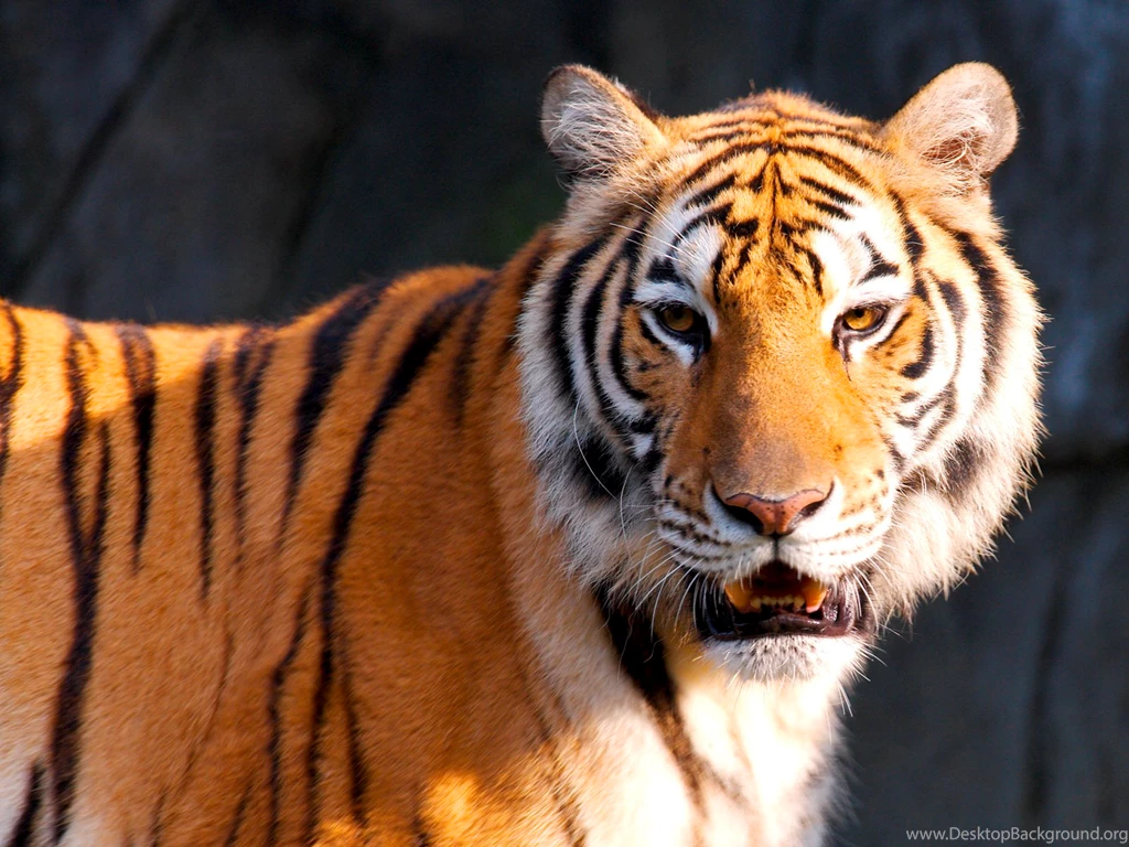 Tigers,Cheetahs,Leopards Wallpapers & HD Desktop Backgrounds Page 6