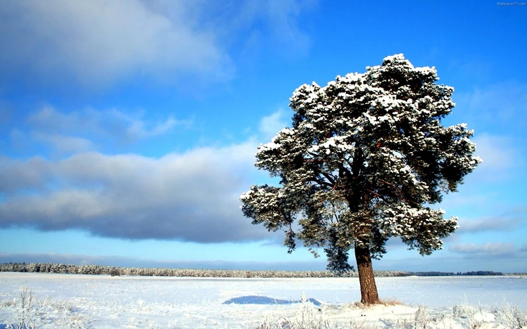 Frozen Tundra >> HD Wallpaper, Get It Now!