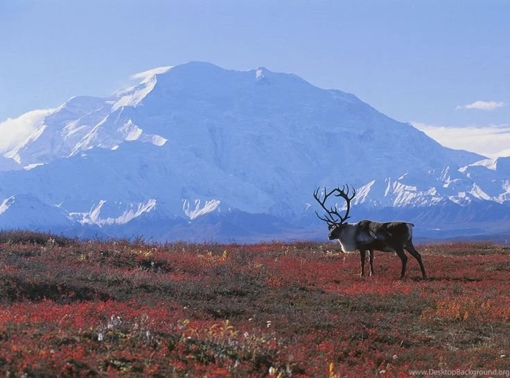Caribou In Autumn Tundra With Beautiful Snowy Mountains In ...