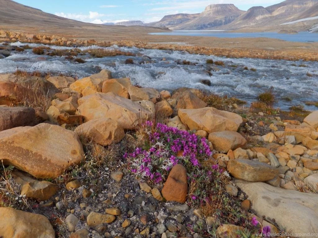 Arctic Tundra Wallpaper Images Android Apps On Google Play