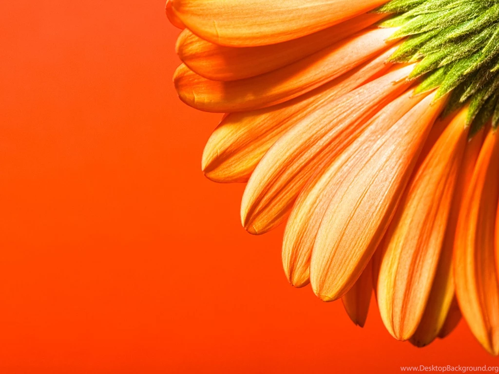 Orange Beautiful Flowers PPT Backgrounds, Orange Beautiful Flowers ...
