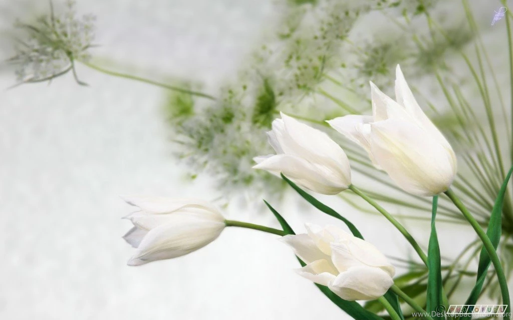 Best Latest Beautiful Flowers Backgrounds High Resolution Image