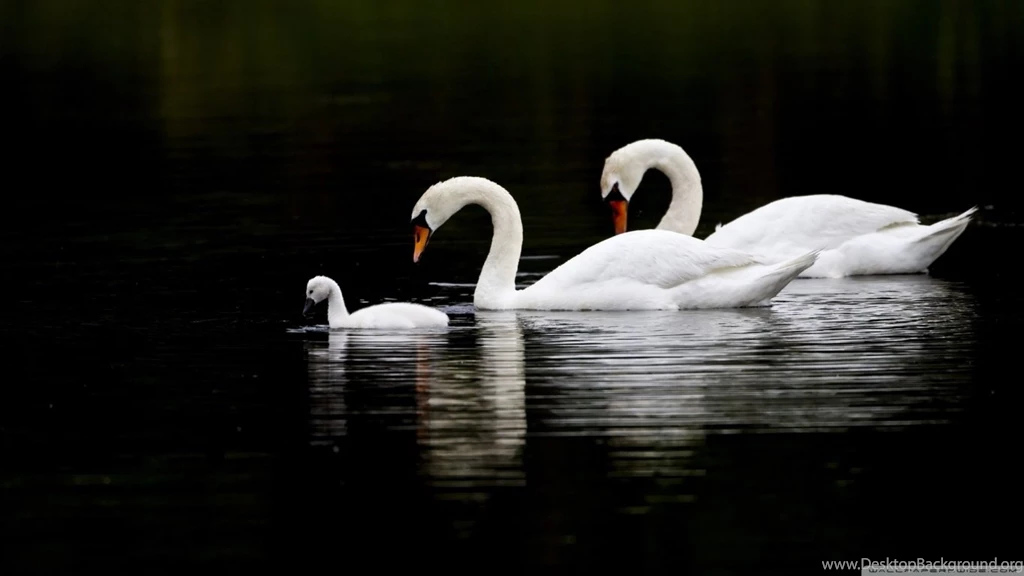 Swan Family HD Desktop Wallpapers : High Definition : Fullscreen ...