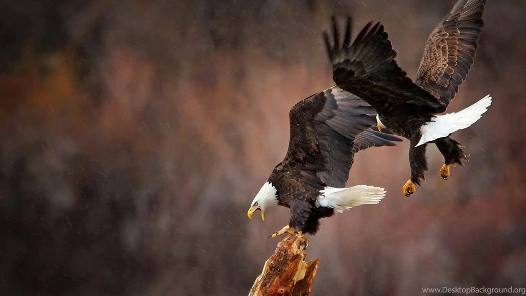 166 Bald Eagle HD Wallpapers